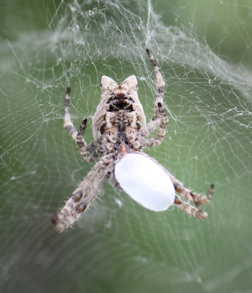 Cyrtophora citricola